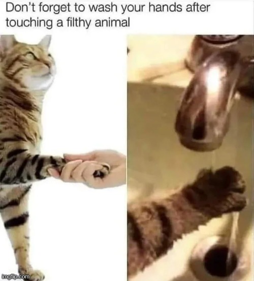 PSA to cats | image tagged in memes,funny,animals,cats,funny memes,cat | made w/ Imgflip meme maker