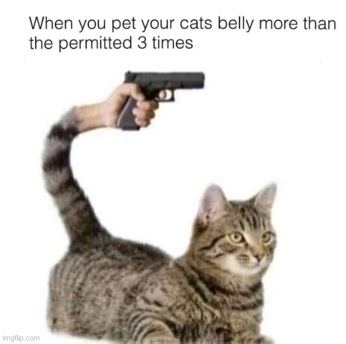 Prepare for attack | image tagged in funny,cats,animals,cat,memes | made w/ Imgflip meme maker