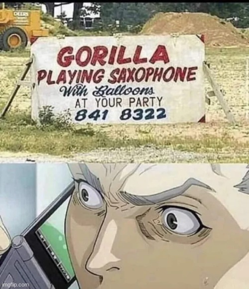 I need this gorilla | image tagged in funny,memes,animals | made w/ Imgflip meme maker