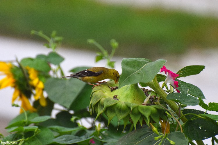 My wife and I watched this very intelligent and agile little finch hang upside-down and collect the seeds and bring them on top  | made w/ Imgflip meme maker