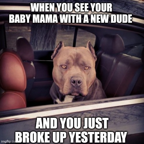 Baby mama | WHEN YOU SEE YOUR BABY MAMA WITH A NEW DUDE; AND YOU JUST BROKE UP YESTERDAY | image tagged in funny,funny memes,dogs,baby mama | made w/ Imgflip meme maker