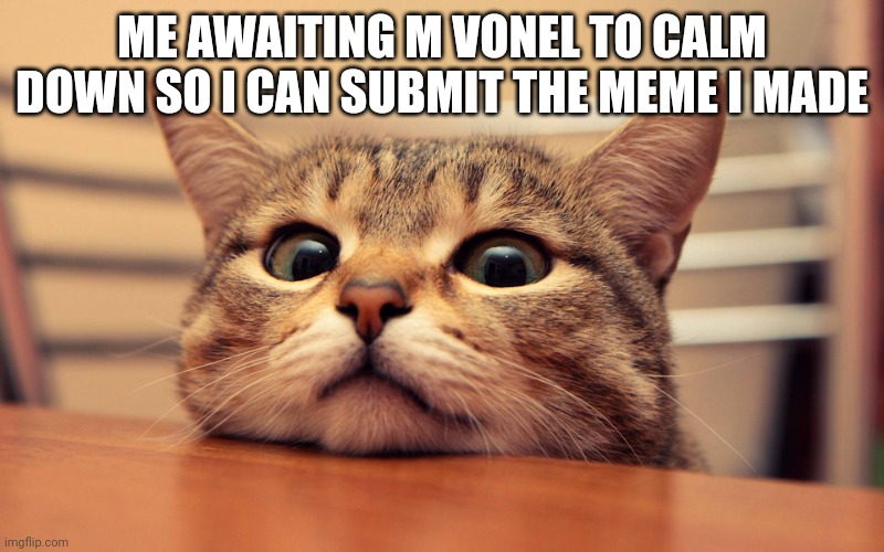 He hates my memes | ME AWAITING M VONEL TO CALM DOWN SO I CAN SUBMIT THE MEME I MADE | image tagged in waiting cat | made w/ Imgflip meme maker