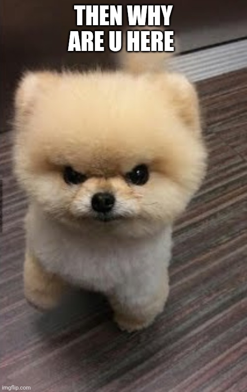 Cute Angry Puppy | THEN WHY ARE U HERE | image tagged in cute angry puppy | made w/ Imgflip meme maker