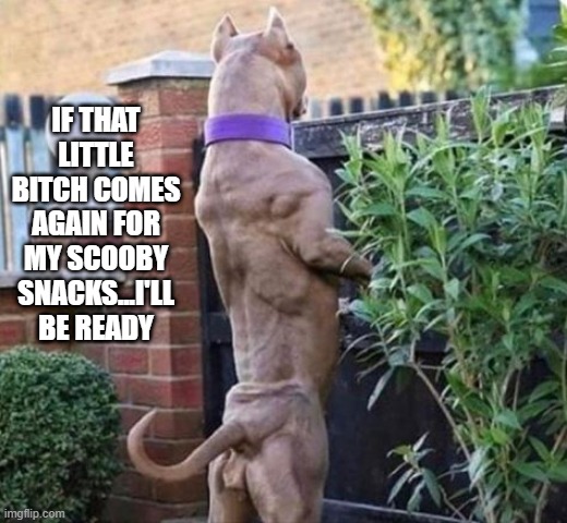 Ruh Roh! | IF THAT LITTLE BITCH COMES AGAIN FOR MY SCOOBY SNACKS...I'LL BE READY | image tagged in jacked scooby | made w/ Imgflip meme maker