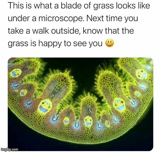 Look what I found on Google. Interesting content. | image tagged in grass,happy,nature,interesting,wholesome | made w/ Imgflip meme maker