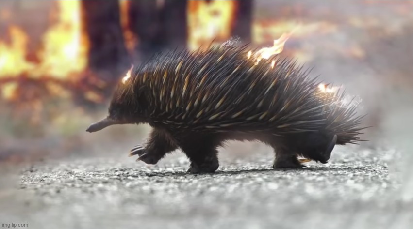 flaming echidna my beloved | made w/ Imgflip meme maker