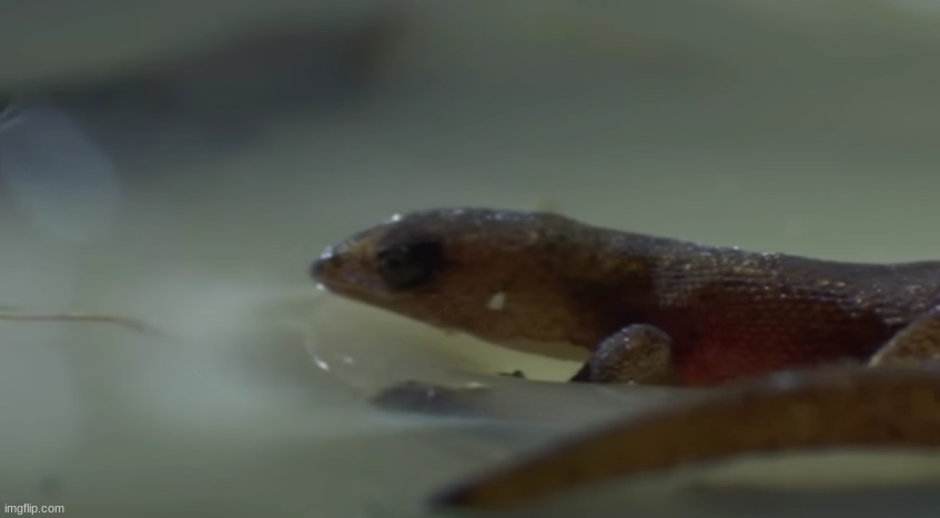 hydrophobic gecko my beloved | made w/ Imgflip meme maker