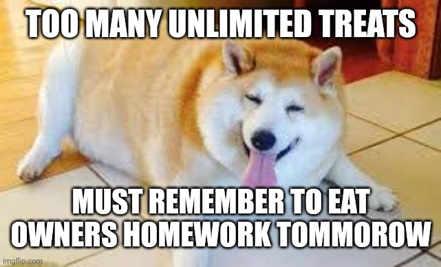 Thicc Doggo | TOO MANY UNLIMITED TREATS MUST REMEMBER TO EAT OWNERS HOMEWORK TOMMOROW | image tagged in thicc doggo | made w/ Imgflip meme maker