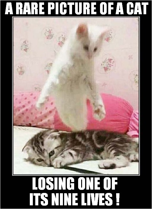 Caught On Camera ! | A RARE PICTURE OF A CAT; LOSING ONE OF ITS NINE LIVES ! | image tagged in cats,caught on camera,nine lives,photograph,ghostly | made w/ Imgflip meme maker