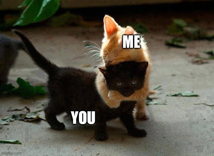 kitten hug | ME YOU | image tagged in kitten hug | made w/ Imgflip meme maker