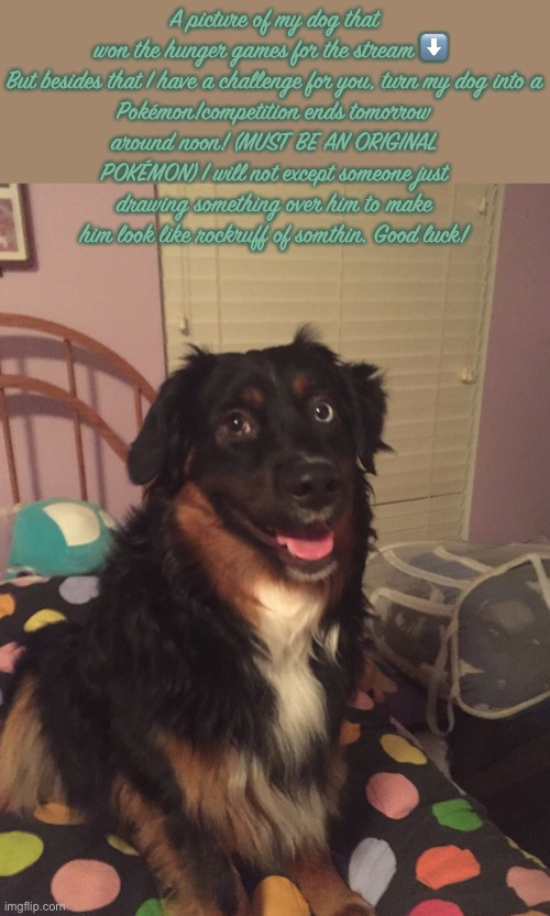 A picture of my dog that won the hunger games for the stream ⬇️ 

But besides that I have a challenge for you, turn my dog into a Pokémon!competition ends tomorrow around noon! (MUST BE AN ORIGINAL POKÉMON) I will not except someone just drawing something over him to make him look like rockruff of somthin. Good luck! | image tagged in my doge op,why are you reading this,seriously defaq why | made w/ Imgflip meme maker