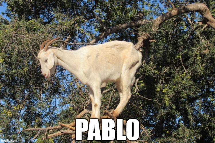 meet PABLO | PABLO | image tagged in funny animals,animals,funny | made w/ Imgflip meme maker