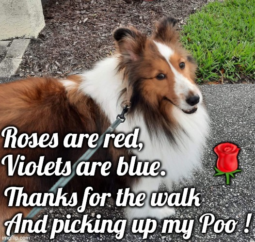 Roses are Red | Roses are red,
Violets are blue. 🌹; Thanks for the walk
And picking up my Poo ! | image tagged in sheltie,walk,poop,roses are red | made w/ Imgflip meme maker