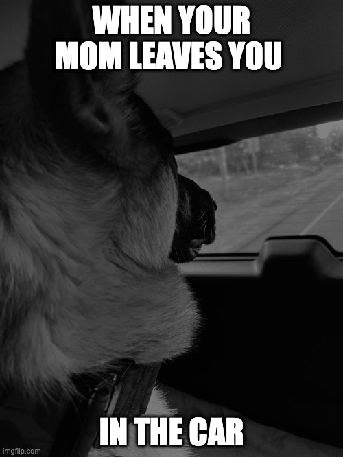 Max1 | WHEN YOUR MOM LEAVES YOU; IN THE CAR | image tagged in max1 | made w/ Imgflip meme maker