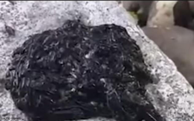 LATEX SPOTTED IRL? | made w/ Imgflip meme maker