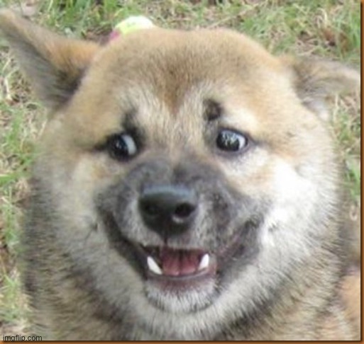 Confused Dog | image tagged in confused dog | made w/ Imgflip meme maker