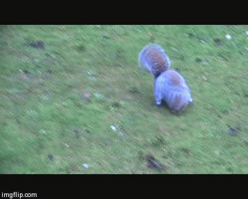 HAVE YOU SEEN MY NUTS:) | image tagged in gifs,animals,squirrels | made w/ Imgflip video-to-gif maker