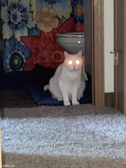 Took a random picture of my cat and it’s quite R/bossfight worthy (yes this is also the cat in my discord pfp) | made w/ Imgflip meme maker