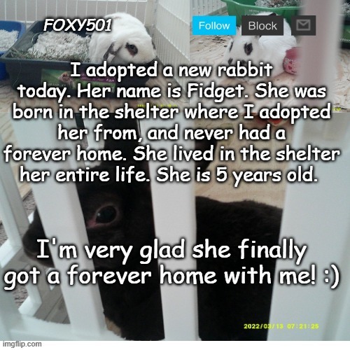 I can't tell you how happy I am! |  I adopted a new rabbit today. Her name is Fidget. She was born in the shelter where I adopted her from, and never had a forever home. She lived in the shelter her entire life. She is 5 years old. I'm very glad she finally got a forever home with me! :) | image tagged in foxy501 announcement template,memes,rabbits,bunnies,shelter,pets | made w/ Imgflip meme maker