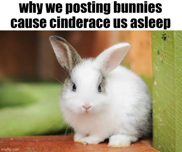 wheeze | why we posting bunnies cause cinderace us asleep | made w/ Imgflip meme maker