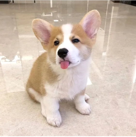 High Quality Indifferent Corgi Blank Meme Template