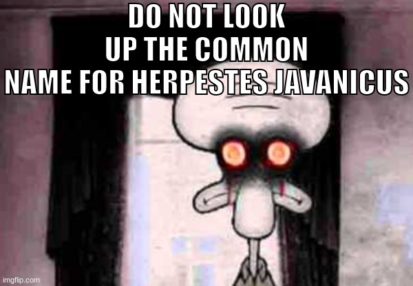 Squidward's Suiciide | DO NOT LOOK UP THE COMMON NAME FOR HERPESTES JAVANICUS | image tagged in squidward's suiciide | made w/ Imgflip meme maker