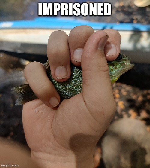 IMPRISONED | made w/ Imgflip meme maker
