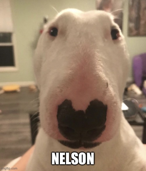 walter the dog (his name nelson) | NELSON | image tagged in walter the dog his name nelson | made w/ Imgflip meme maker