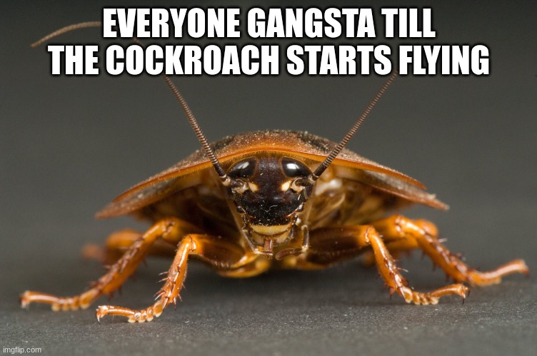Cockroach | EVERYONE GANGSTA TILL THE COCKROACH STARTS FLYING | image tagged in cockroach | made w/ Imgflip meme maker