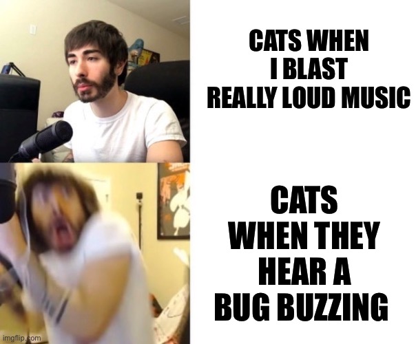 Cat logic be like: | CATS WHEN I BLAST REALLY LOUD MUSIC; CATS WHEN THEY HEAR A BUG BUZZING | image tagged in penguinz0 | made w/ Imgflip meme maker
