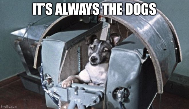 Laikha | IT’S ALWAYS THE DOGS | image tagged in sputnik v,dog | made w/ Imgflip meme maker