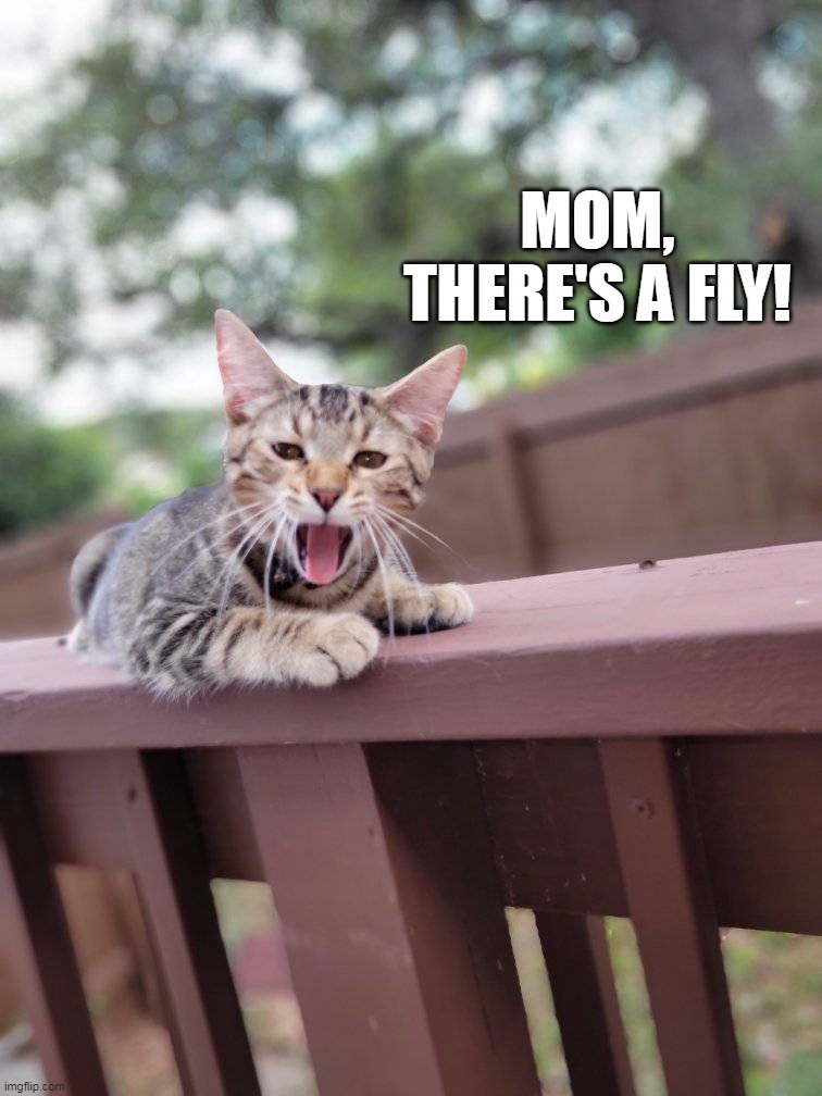  MOM, THERE'S A FLY! | image tagged in meme,memes,humor,cat,cats | made w/ Imgflip meme maker
