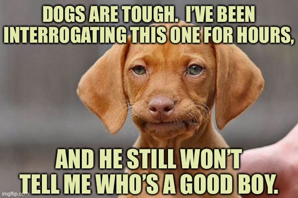 Dogs are tough | DOGS ARE TOUGH.  I’VE BEEN INTERROGATING THIS ONE FOR HOURS, AND HE STILL WON’T TELL ME WHO’S A GOOD BOY. | image tagged in dissapointed puppy,interrogating this one,for hours,will not tell,good boy | made w/ Imgflip meme maker