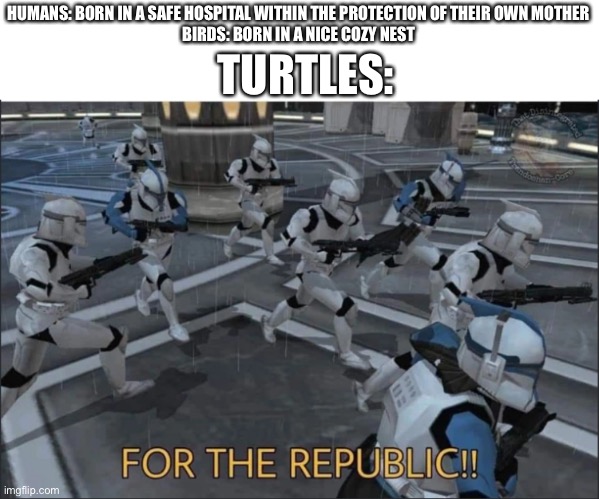 baby turtles | TURTLES:; HUMANS: BORN IN A SAFE HOSPITAL WITHIN THE PROTECTION OF THEIR OWN MOTHER
BIRDS: BORN IN A NICE COZY NEST | image tagged in for the republic | made w/ Imgflip meme maker