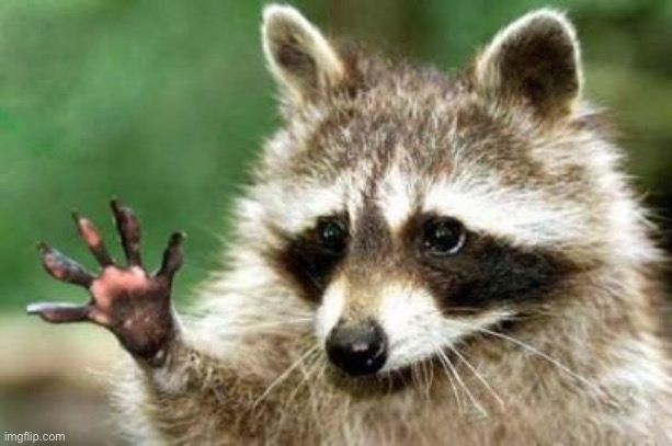 Hello raccoon | image tagged in hello raccoon | made w/ Imgflip meme maker