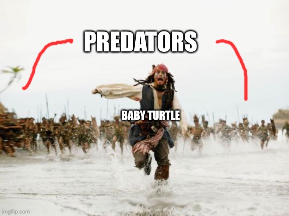 Jack Sparrow Being Chased Meme | BABY TURTLE PREDATORS | image tagged in memes,jack sparrow being chased | made w/ Imgflip meme maker