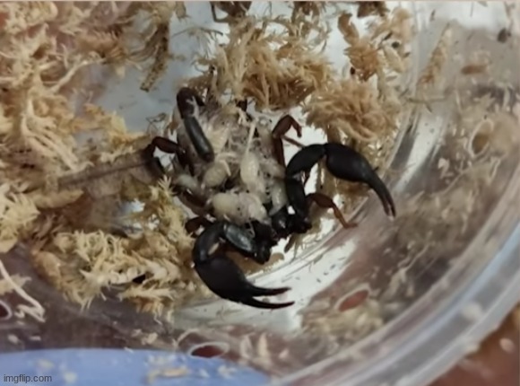 the scrimblos | made w/ Imgflip meme maker