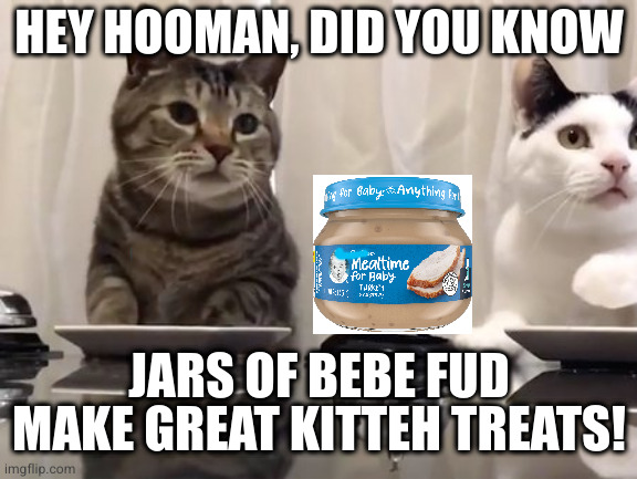 cat treats | HEY HOOMAN, DID YOU KNOW; JARS OF BEBE FUD MAKE GREAT KITTEH TREATS! | image tagged in cat treats | made w/ Imgflip meme maker