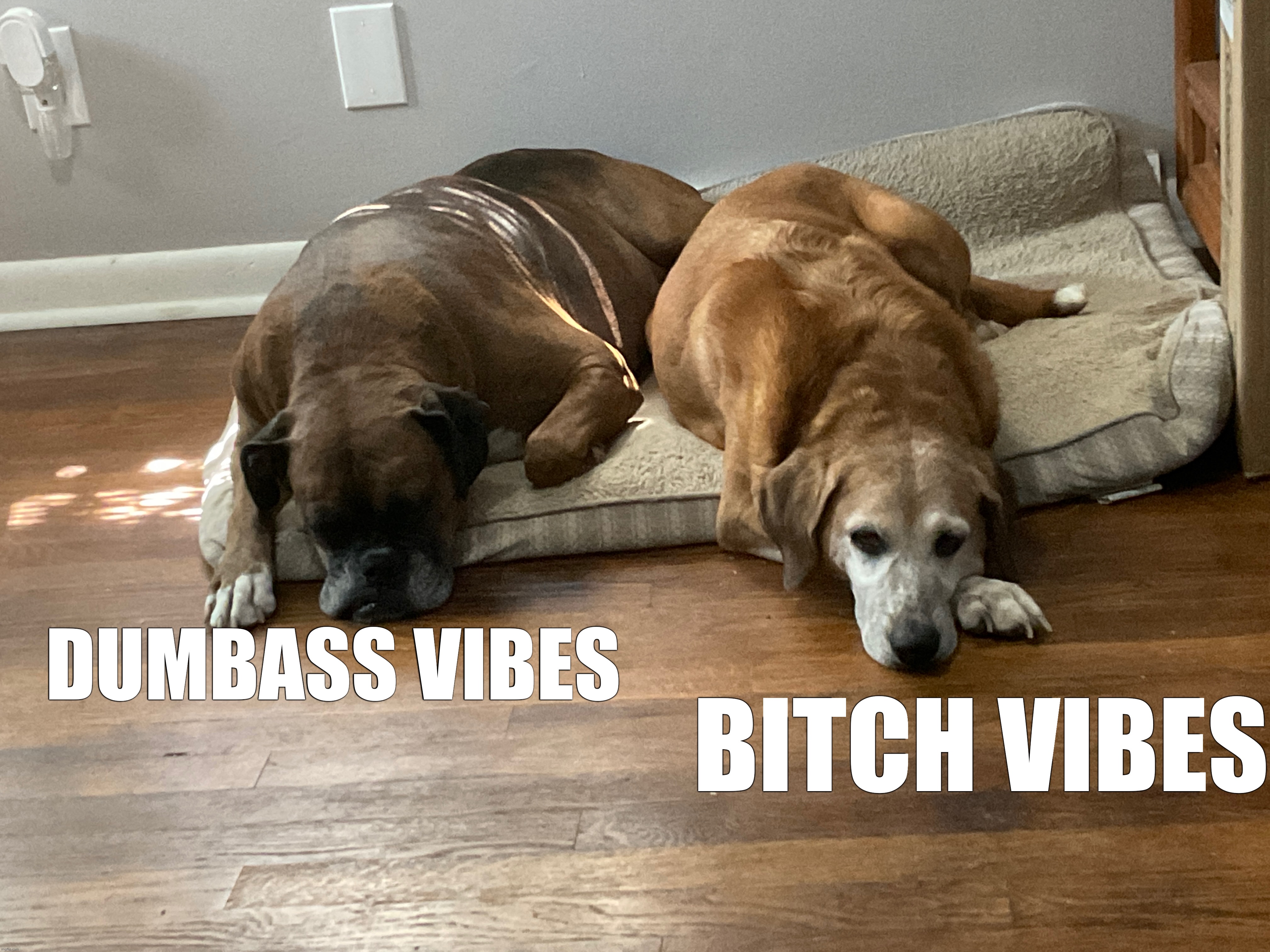 BITCH VIBES; DUMBASS VIBES | image tagged in dogs | made w/ Imgflip meme maker