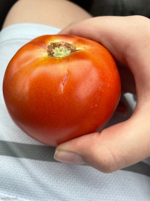 The true tomatussy | made w/ Imgflip meme maker