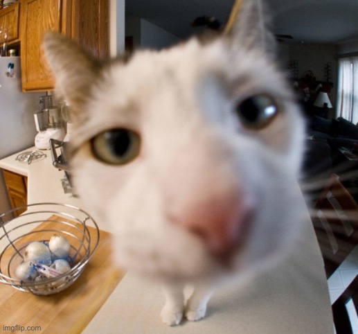 cat close to camera | image tagged in cat close to camera | made w/ Imgflip meme maker