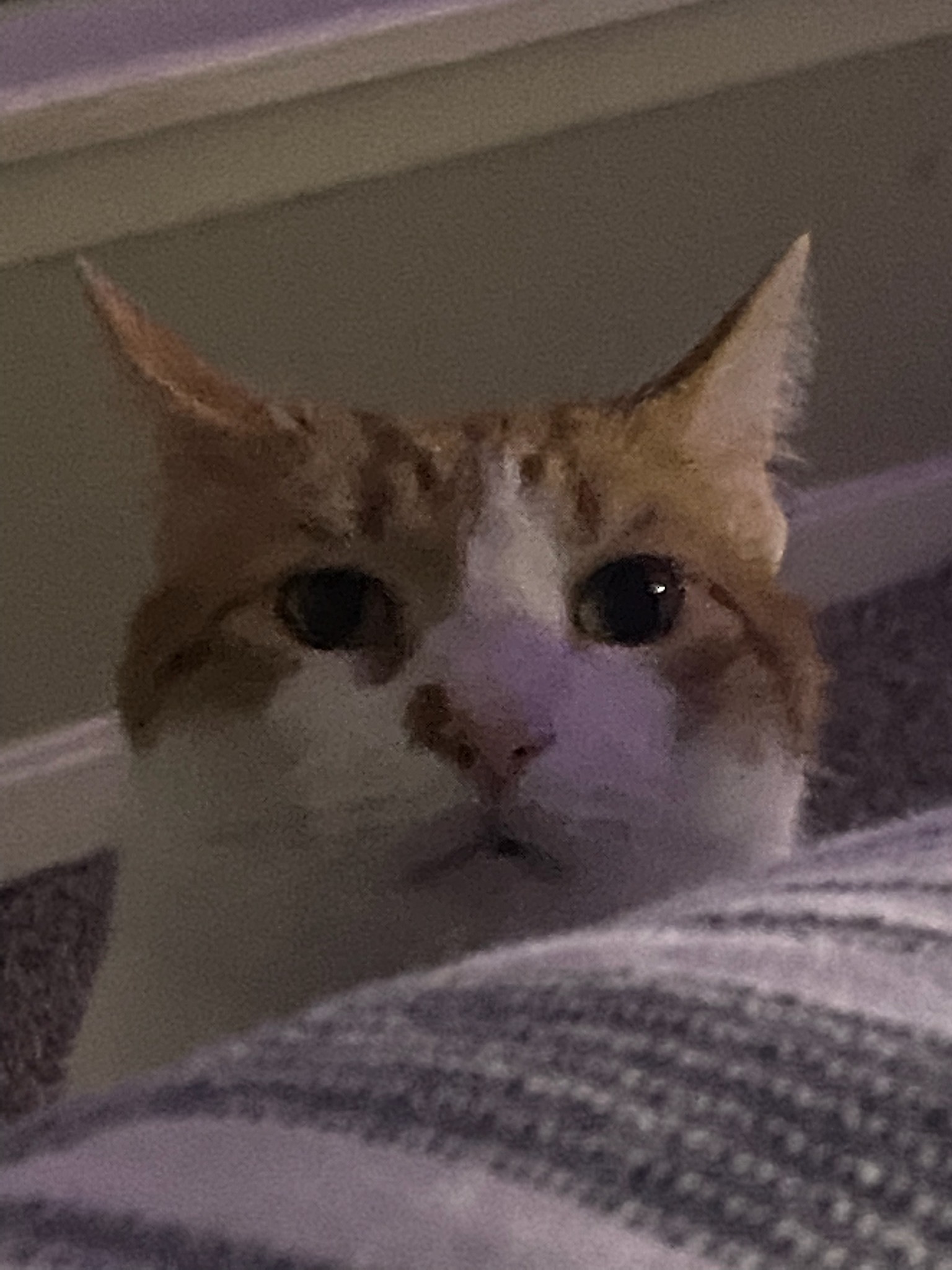High Quality Im watching you cat Blank Meme Template