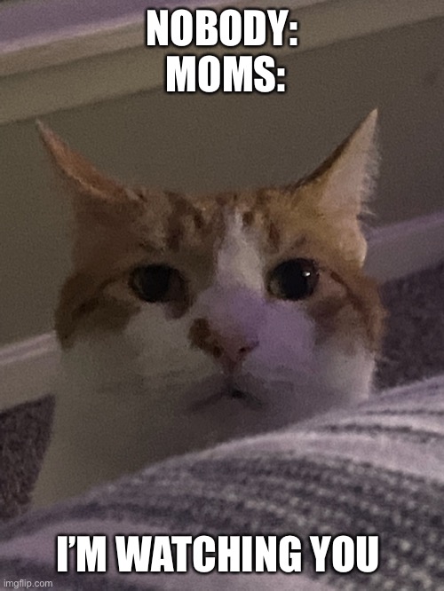 A meme | NOBODY:
 MOMS:; I’M WATCHING YOU | image tagged in im watching you cat | made w/ Imgflip meme maker