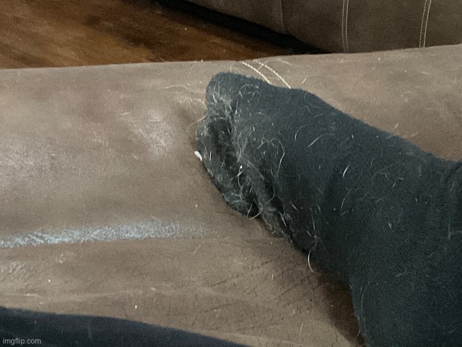 I missed 1 day of sweeping? | image tagged in life with dogs | made w/ Imgflip meme maker