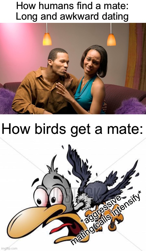 … | How humans find a mate:
Long and awkward dating; How birds get a mate:; *aggressive mating calls intensify* | image tagged in birds vs humans | made w/ Imgflip meme maker