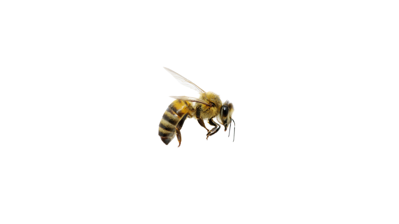 Bee Blank Meme Template