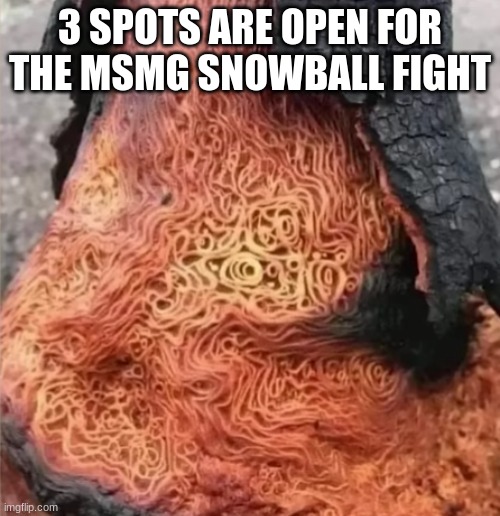 Spicy Noodle Tree | 3 SPOTS ARE OPEN FOR THE MSMG SNOWBALL FIGHT | image tagged in spicy noodle tree | made w/ Imgflip meme maker
