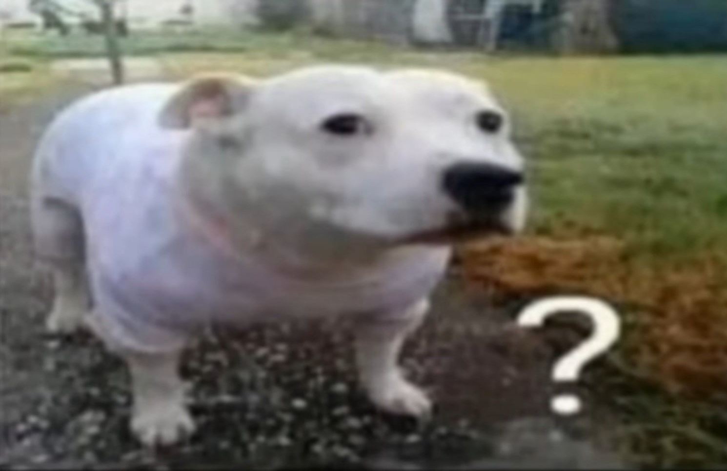 Confused dog Blank Meme Template
