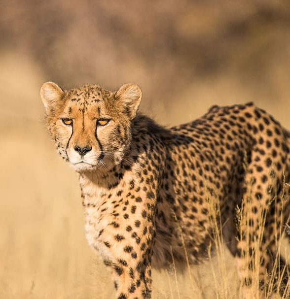 Unamused Cheetah Blank Meme Template