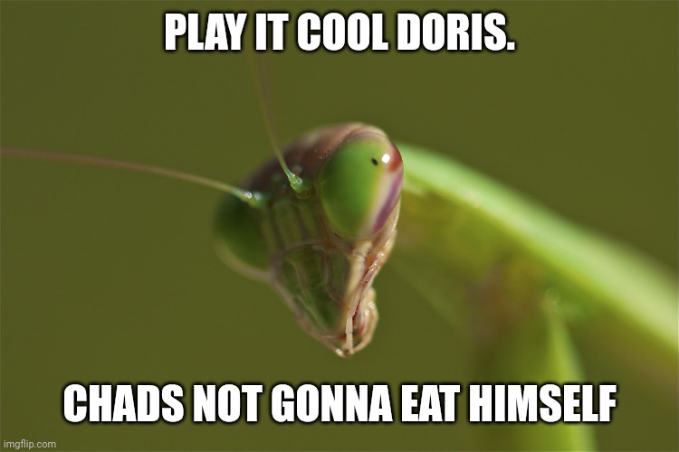 praying mantis | PLAY IT COOL DORIS. CHADS NOT GONNA EAT HIMSELF | image tagged in praying mantis | made w/ Imgflip meme maker